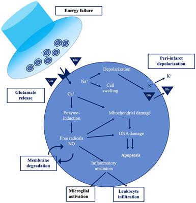 The role of neurophysiological tools in the evaluation of ischemic stroke evolution: a narrative review